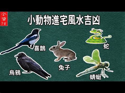 蜻蜓入 屋 風水|蜻蜓入宅，易經專家這樣解讀